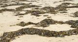 Piles of seaweed washed onto sandy beach