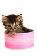 Small kitten in pink gift box isolated on white