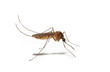 Foto: mosquitto mosquitto