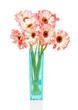 Pink gerbers in vase  on the white background