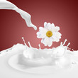 Foto: Fresh milk with camomile Fresh milk with camomile