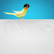 Parrot in pilot hat