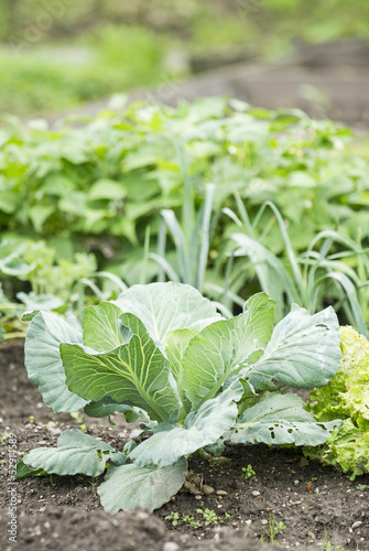 Photo: White Cabbage Plant in a Vegetable Garden Patch White Cabbage Plant in a Vegetable Garden Patch