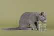 Katzen-Russisch-Blau-4279