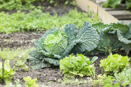 Photo: Savoy Cabbage in a vegetable garden patch Savoy Cabbage in a vegetable garden patch