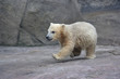 Running polar bear baby
