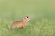 Foto: Europäischer Ziesel, European ground squirrel, Spermophilus cit Europäischer Ziesel, European ground squirrel, Spermophilus cit