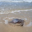 Jellyfish lying on the sandy beach