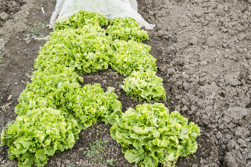 Photo: Endive Plants in a Vegetable Garden Endive Plants in a Vegetable Garden