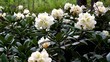 Caucasian rhododendron blooms in the woods