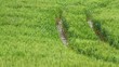 chemin sauvage