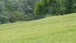 blé et forêt