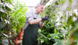 Gardener trimming a plant