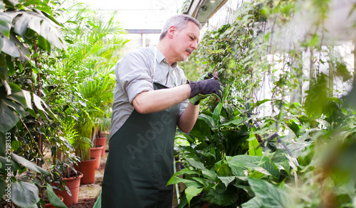 Photo: Gardener trimming a plant Gardener trimming a plant