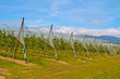 AGRICULTURE VERGERS LYONNAIS