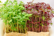 Cress