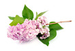 Lilac branch