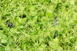Cress