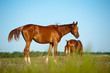 Photo: foal in field foal in field