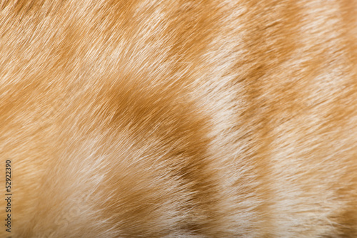 Photo: Orange skin of cat Orange skin of cat