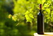 Red wine bottle in vineyard