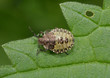 Foto: Wanzen-Nymphe Draufsicht Wanzen-Nymphe Draufsicht