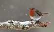 Photo: Robin in Falling Snow Robin in Falling Snow
