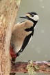 Great Spotted Woodpecker in Winter