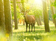 canvas print picture - Hirsch im Wald