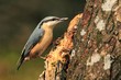 Photo: Nuthatch (Sitta europaea) Nuthatch (Sitta europaea)
