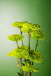 Chrysanthemum flower arrangement on green background