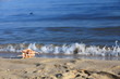 sea shell on beach at ocean background