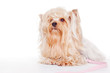 cute yorkshire terrier on a white background