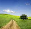 Foto : Field,tree and blue sky Field,tree and blue sky