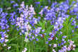 Bluebells meadow