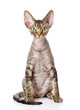 Photo: devon rex cat sitting in front. looking at camera. isolated on w devon rex cat sitting in front. looking at camera. isolated on w