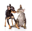 dog kissing a cat. isolated on white background