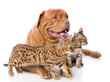 Photo: Dogue de Bordeaux (French mastiff) and two leopard cats Dogue de Bordeaux (French mastiff) and two leopard cats