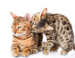 Photo: two Bengal cats (Prionailurus bengalensis). isolated on white two Bengal cats (Prionailurus bengalensis). isolated on white