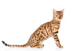 Photo: portrait of a purebred bengal cat. isolated on white background portrait of a purebred bengal cat. isolated on white background