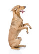 Adorable mixed bread dog  standing up on his rear legs