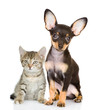 Foto: cat with a dog attentively look in the camera. isolated on white cat with a dog attentively look in the camera. isolated on white