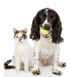  dog and cat. looking at camera. isolated on white background