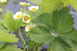 flowering strawberry