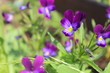 in the garden