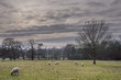 sheep