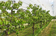 Yard of cherry- trees.