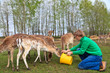 Man feeding deers