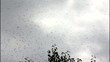 Video: Swarming bees Swarming bees