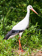 Adult stork in its natural habitat